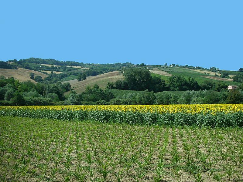 Helianthus annuus / Girasole comune
